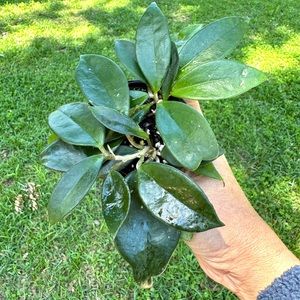 Hoya Princess Carnosa Starter Plant